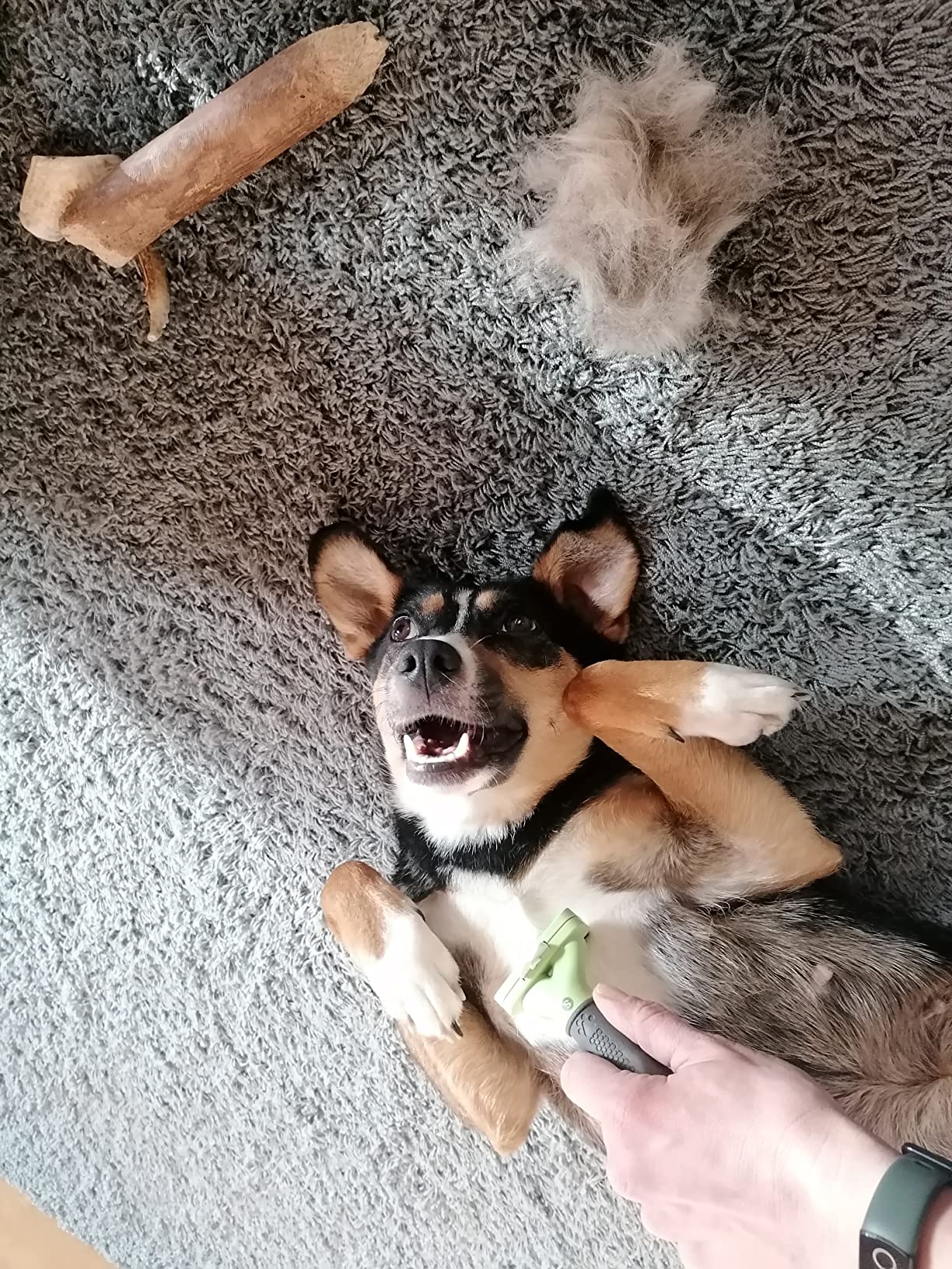 Unser Mops liebt es