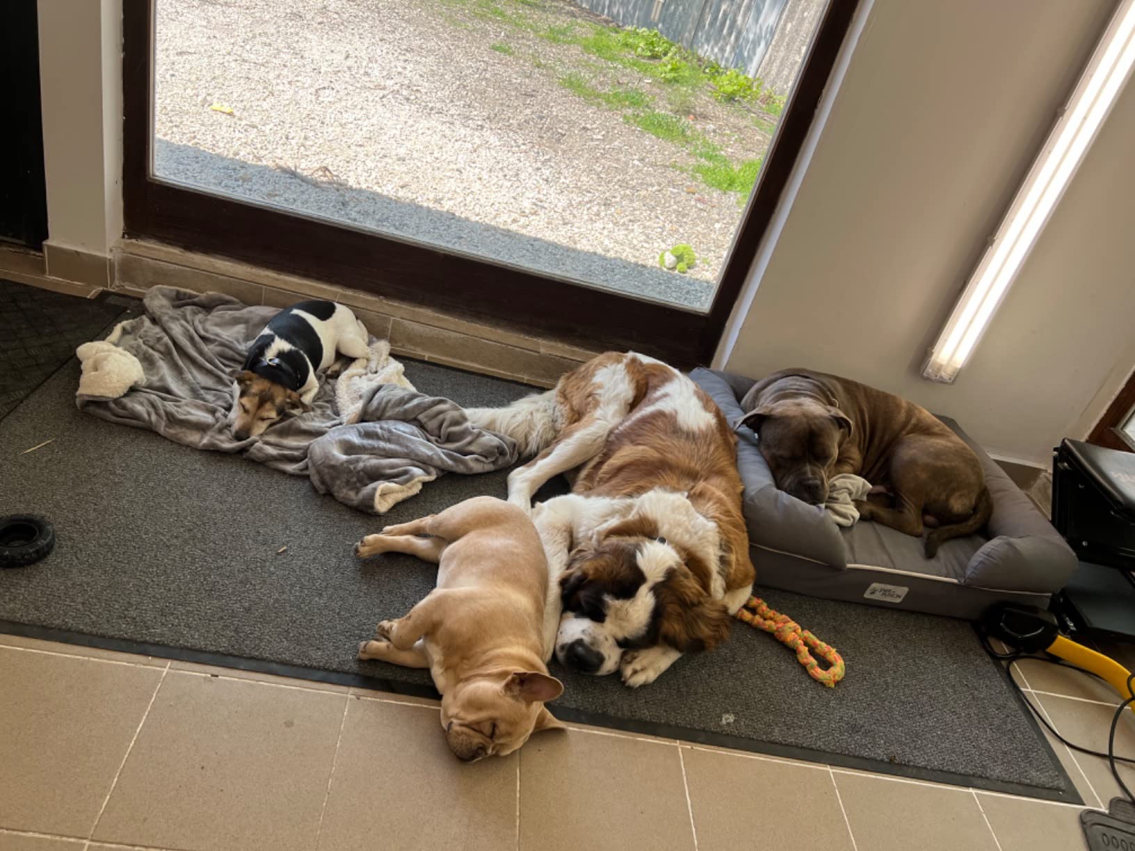 Hund lässt sich gern kämmen