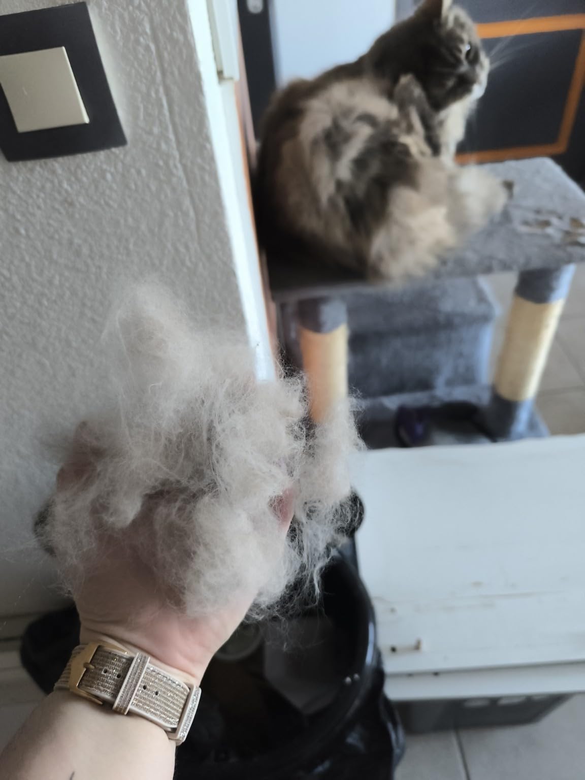 Für sehr ängstliche Katzen schwierig