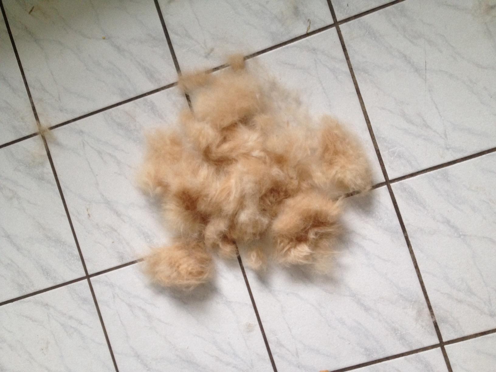Weniger Haare auf dem Sofa