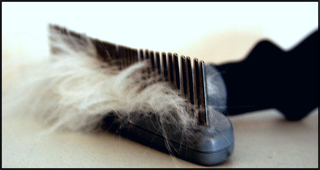 Weniger Haare auf dem Teppich