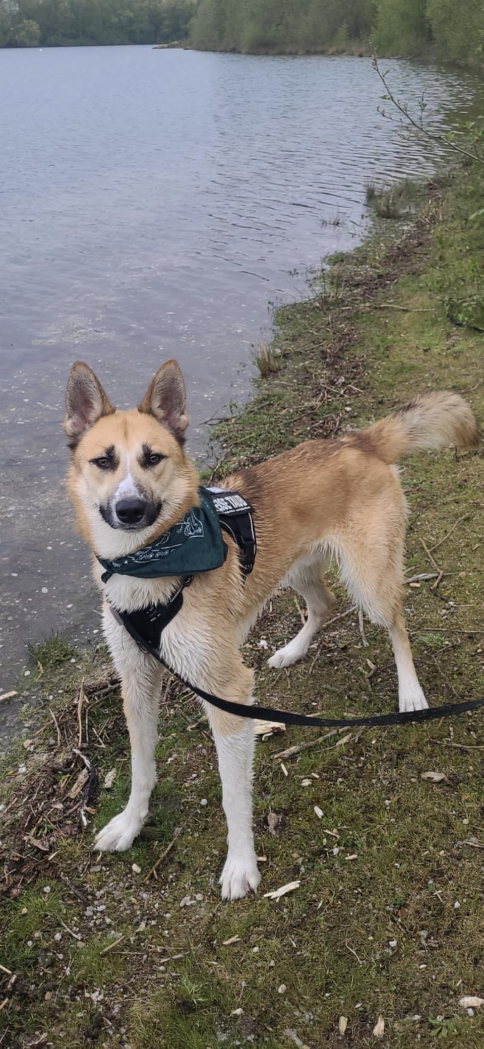 Knopf ist Gold wert